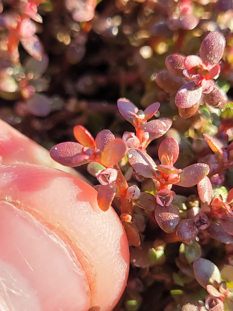Elatine rubella (Southwestern waterwort), native California herb
