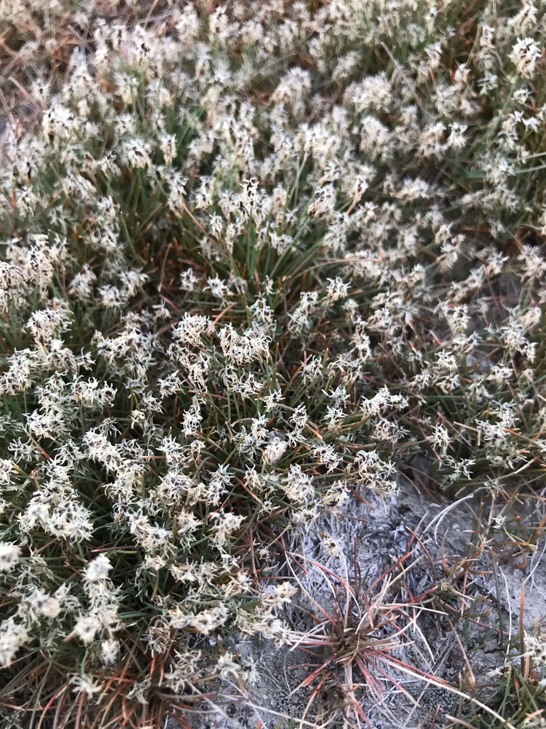 Eleocharis acicularis (Needle spikerush), native California grass