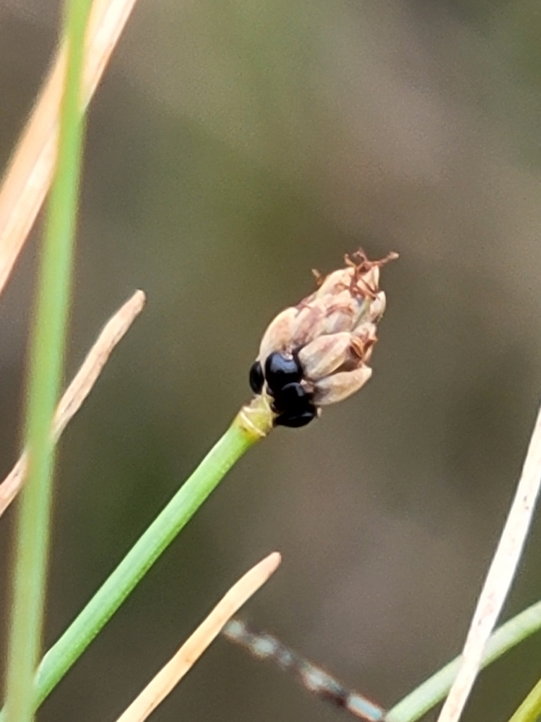 Eleocharis atropurpurea (Purple spikerush), native California grass