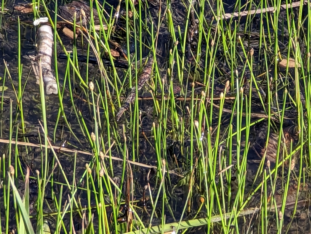 Eleocharis coloradoensis (Dwarf spikerush), native California perennial