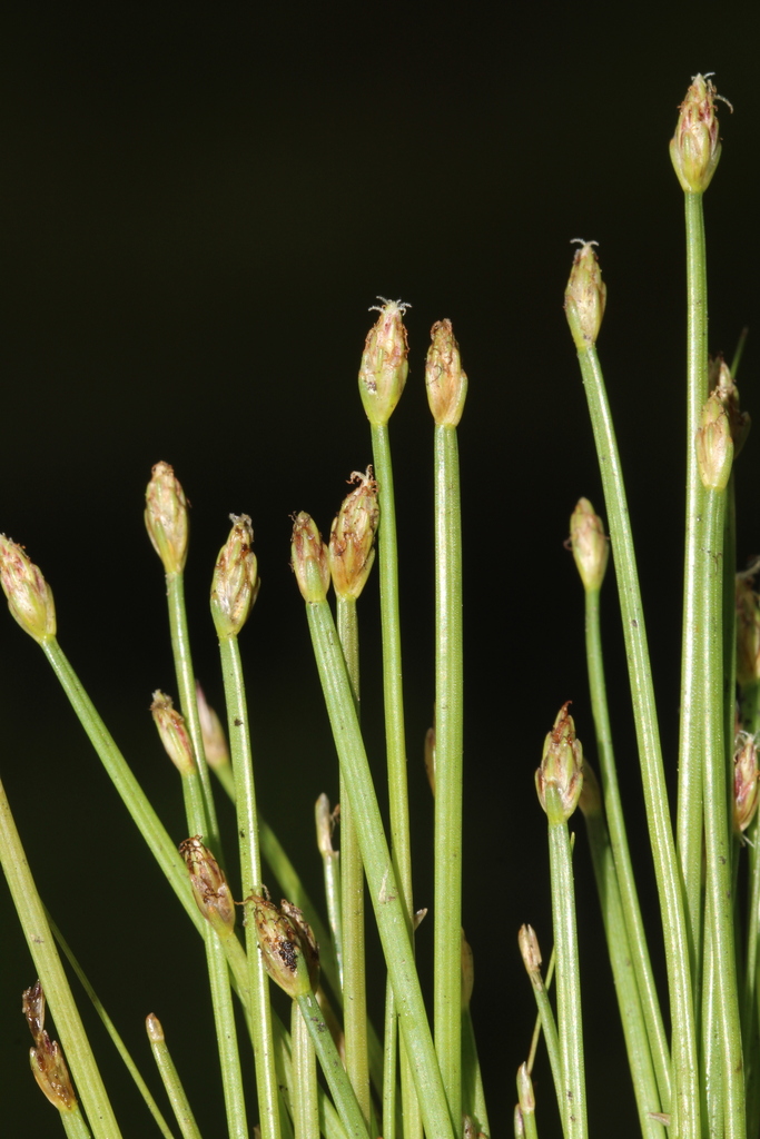 Eleocharis flavescens var. flavescens (Yellow spikerush), native California grass