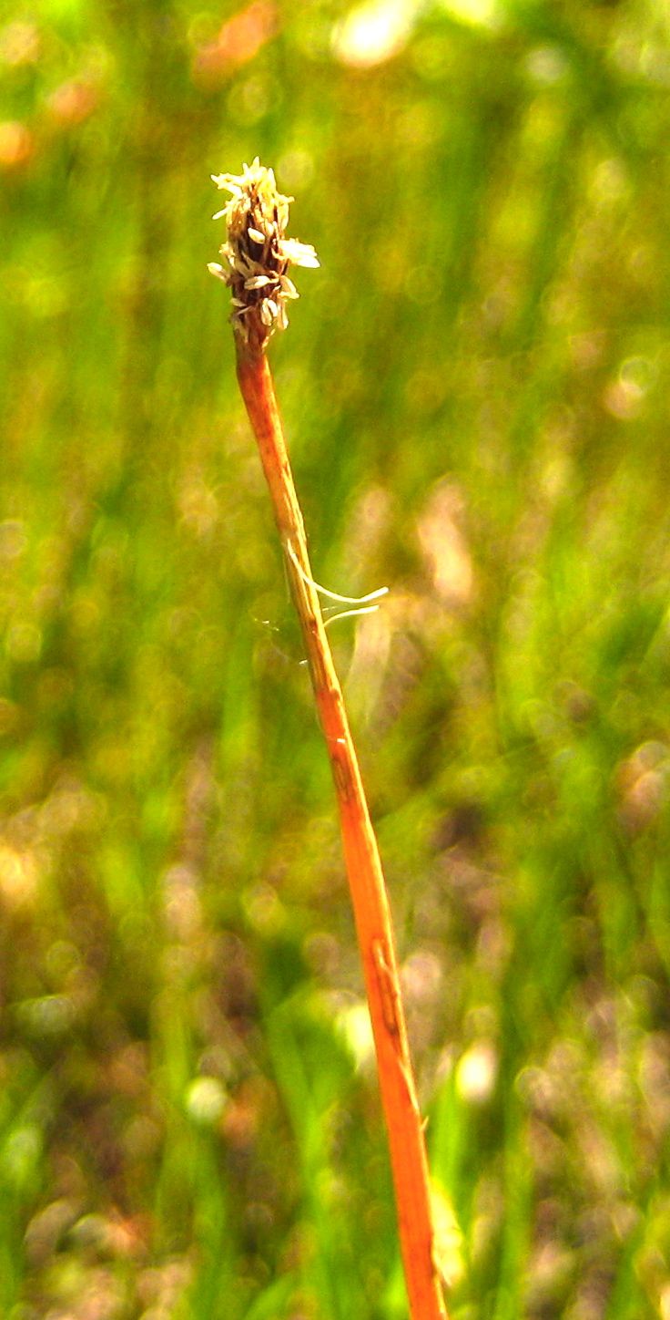 Eleocharis macrostachya (Common spikerush), native California grass