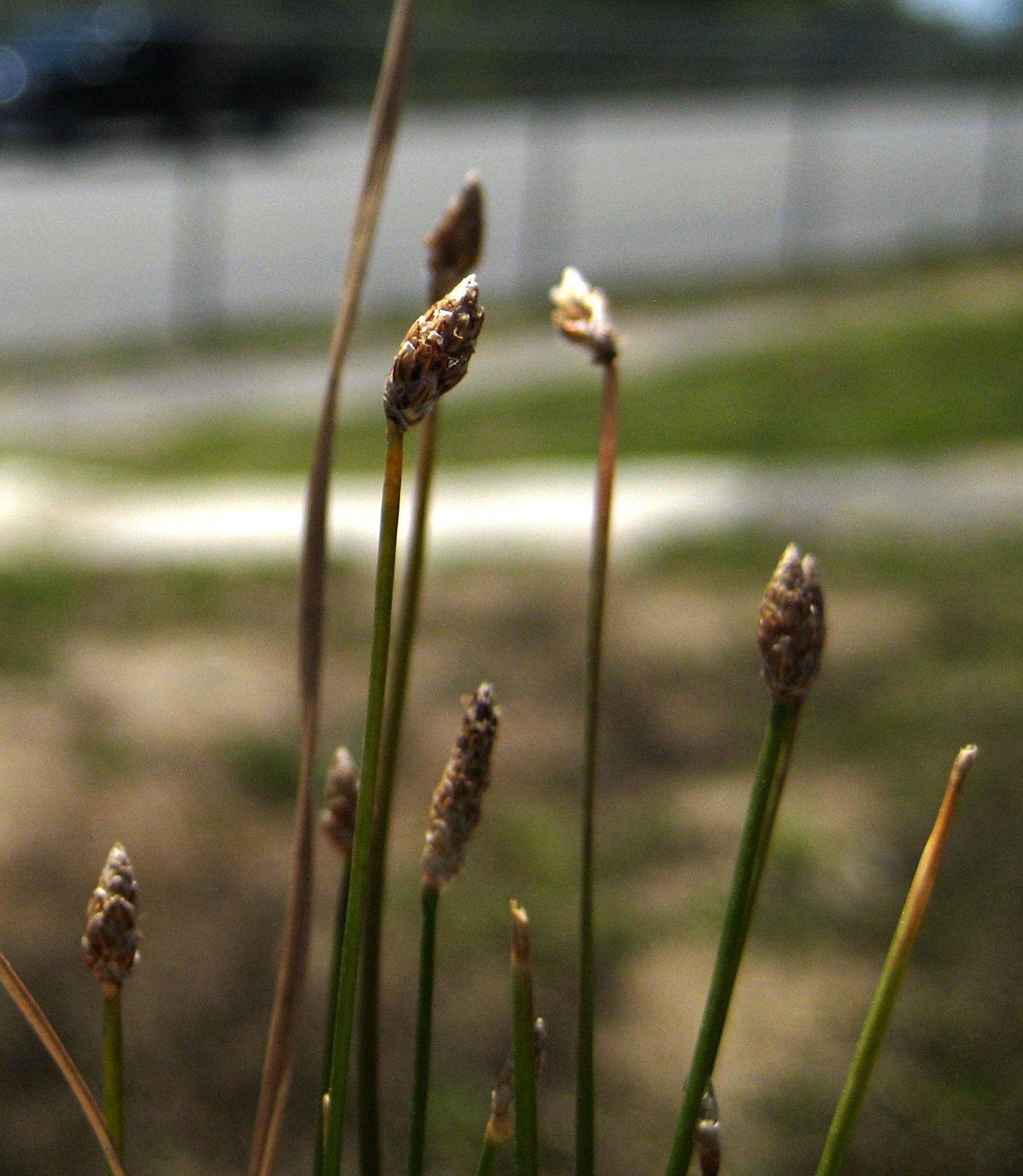 Eleocharis montevidensis (Montevideo spike rush), native California grass