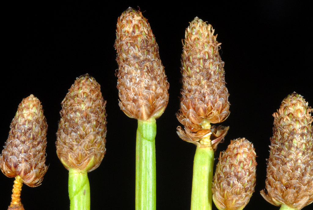 Eleocharis obtusa (Blunt spike rush), native California grass