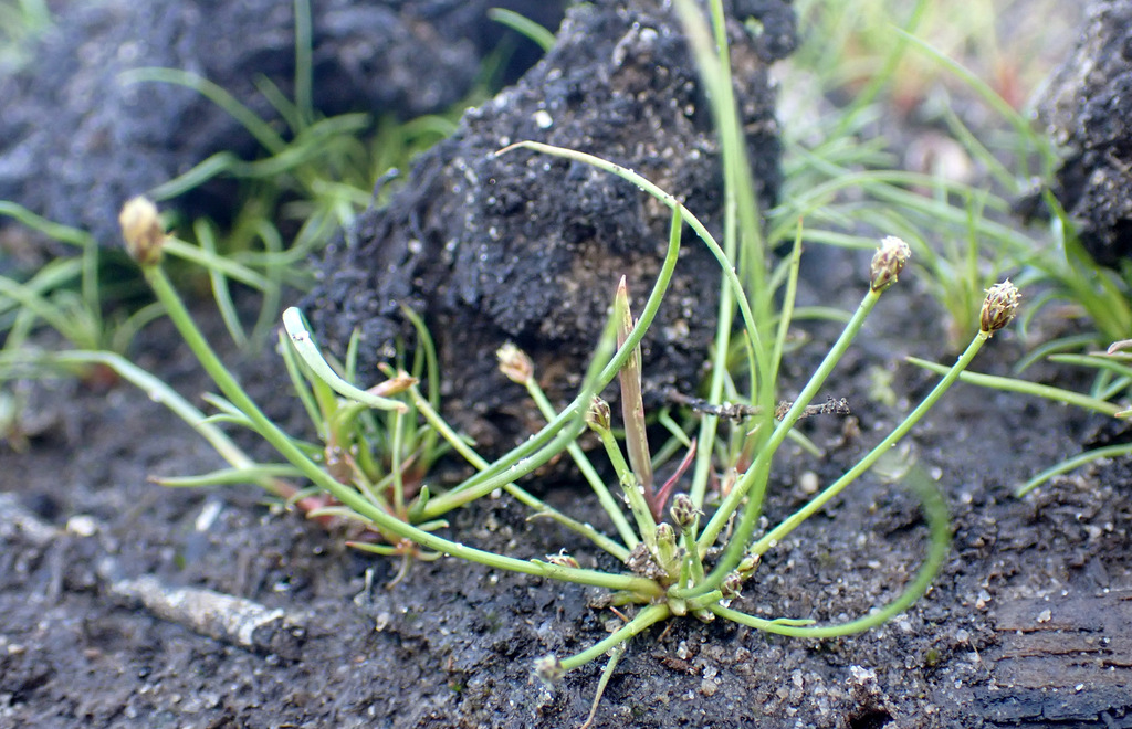 Eleocharis ovata (Ovate spikerush), native California grass