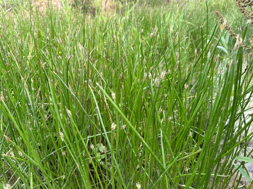 Eleocharis palustris (Common spikerush), native California grass