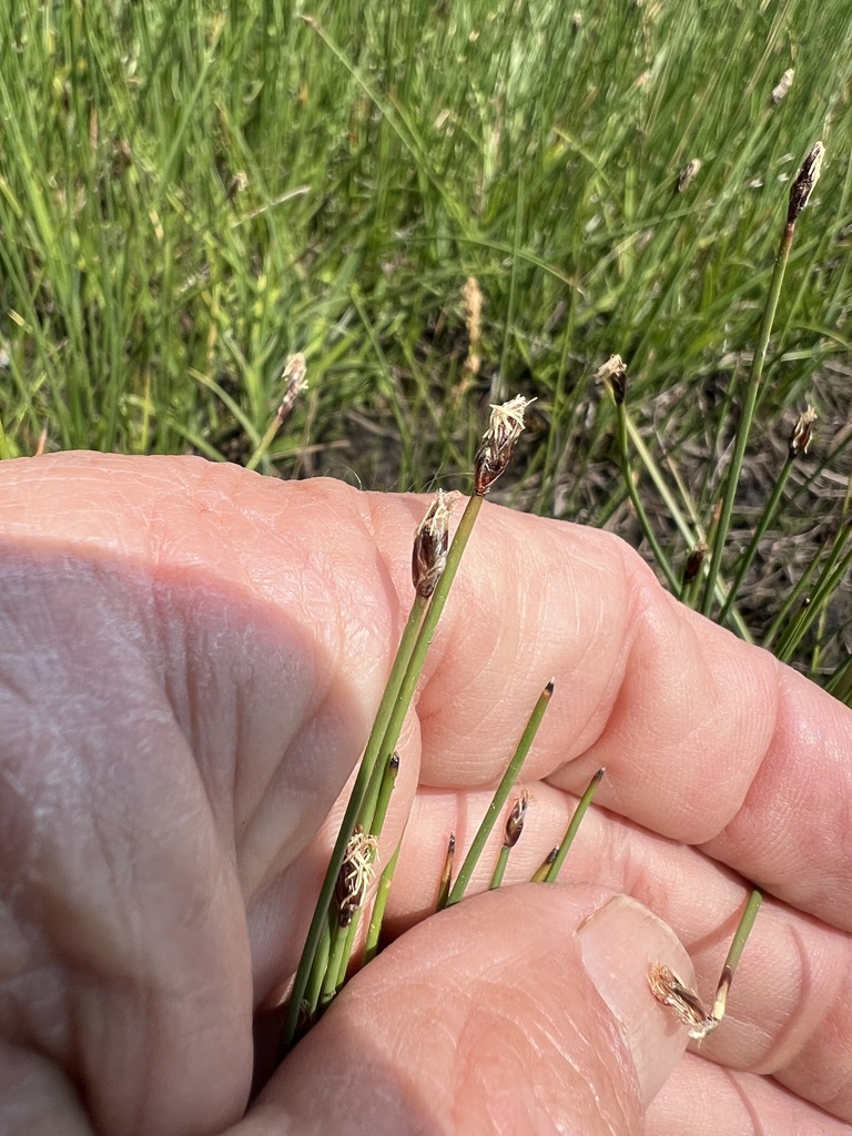 Eleocharis parishii (Parish's spike rush), native California grass