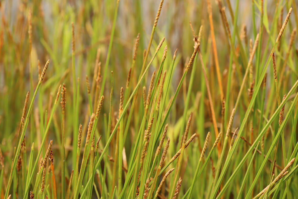 Eleocharis quadrangulata (Squarestem spikerush), native California grass