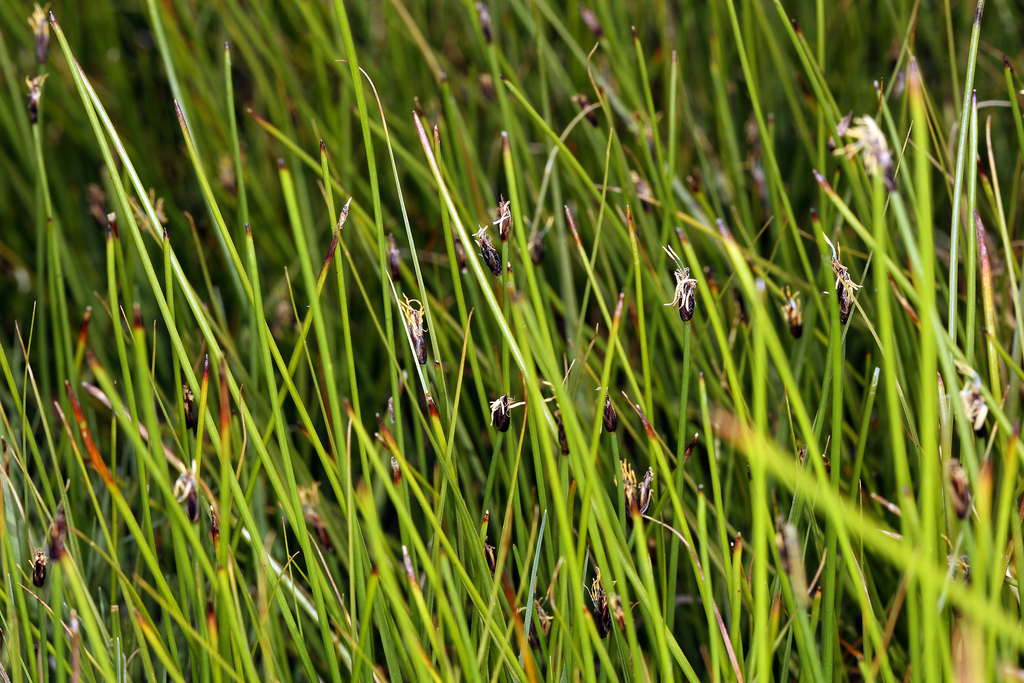 Eleocharis quinqueflora (Fewflower spikerush), native California grass