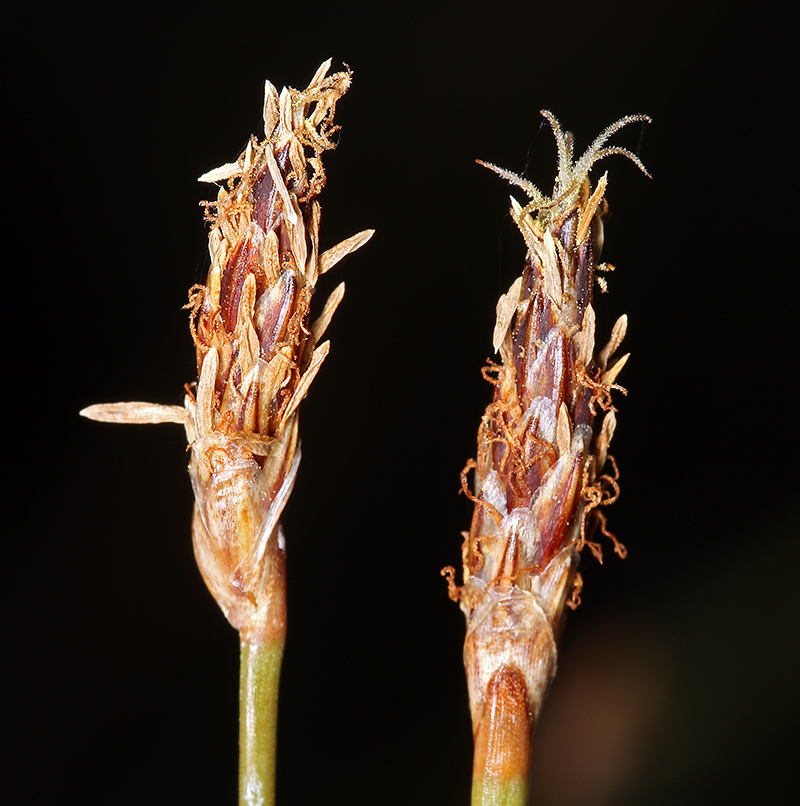 Eleocharis rostellata (Beaked spikerush), native California grass