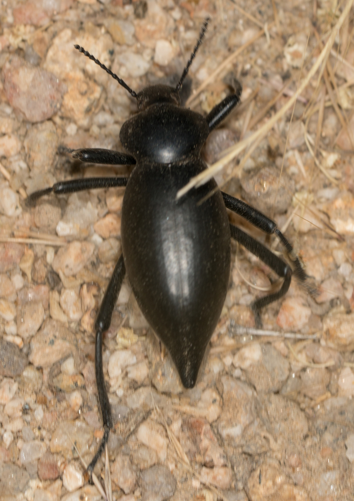 Eleodes acuticauda, California species