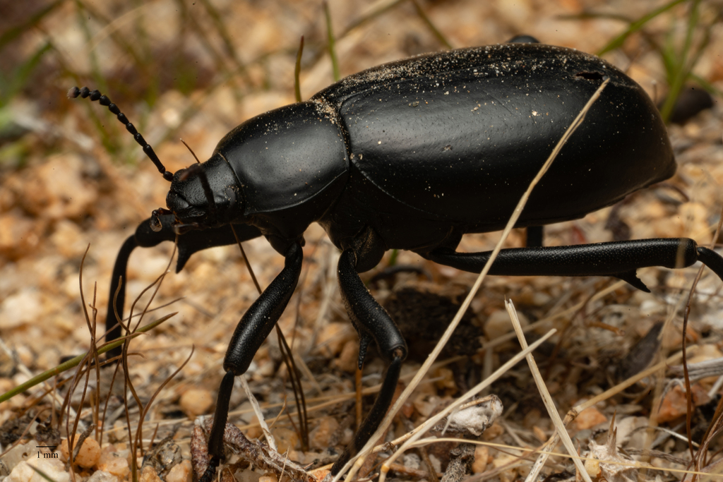 Eleodes armata (Armored Stink Beetle), California species