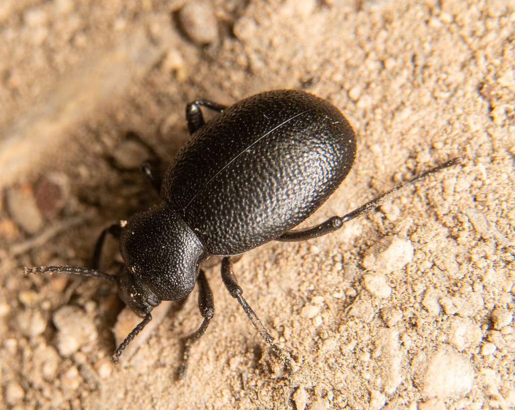 Eleodes cordata, California species