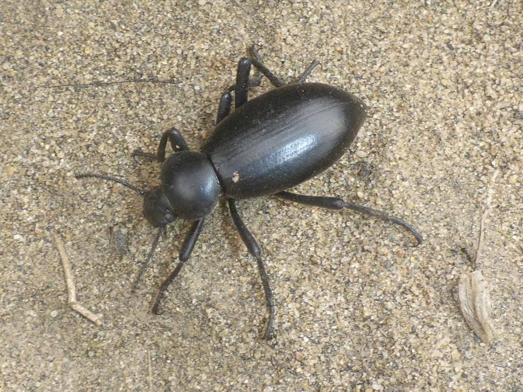 Eleodes dentipes (Dentate Stink Beetle), California species