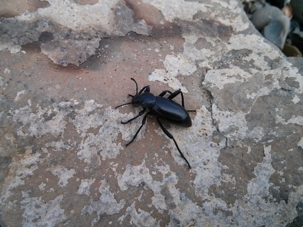 Eleodes grandicollis, California species