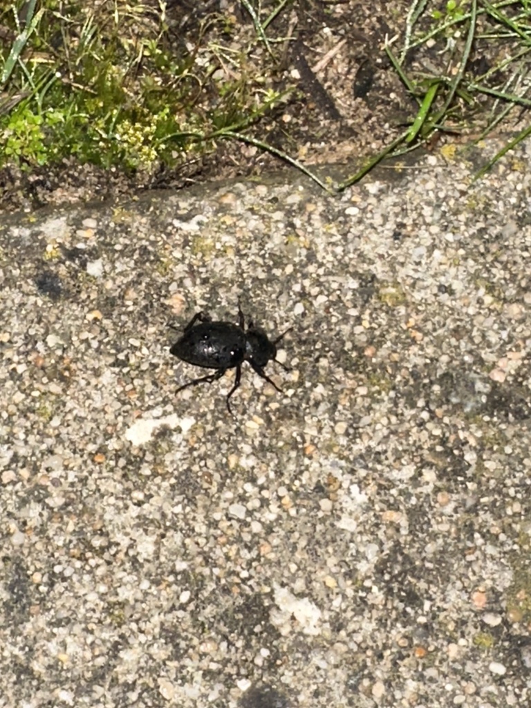 Eleodes marginata, California species