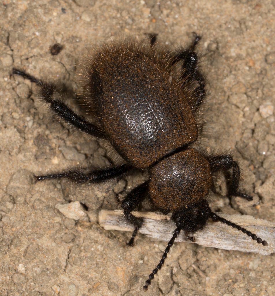 Eleodes osculans (Woolly Darkling Beetle), California species