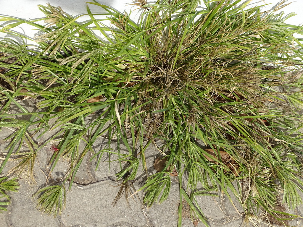Eleusine coracana subsp. africana (African finger millet), non-native California grass