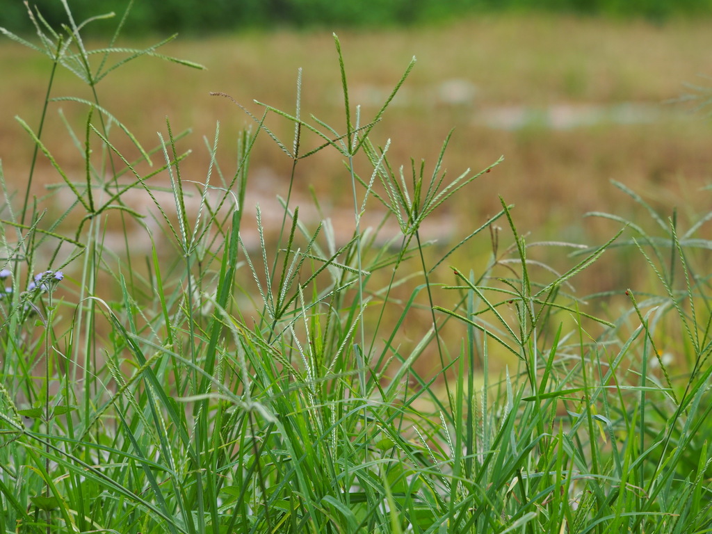 Eleusine indica (Goose grass), non-native California grass