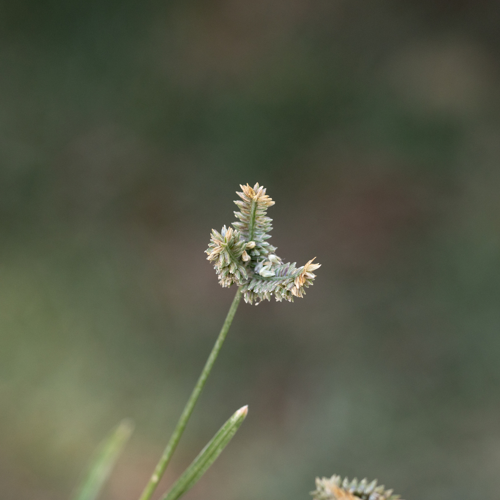 Eleusine tristachya (Three-spiked goose grass), non-native California grass