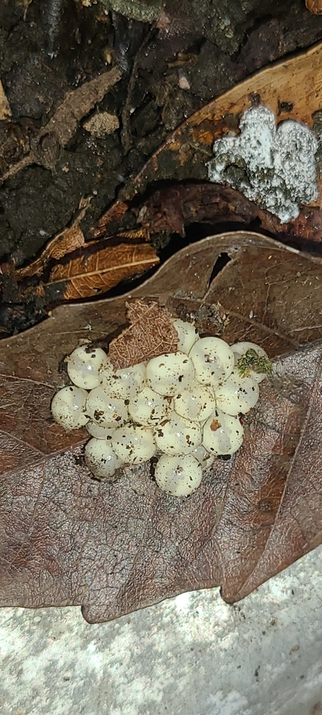 Eleutherodactylus coqui (Coqui), California species