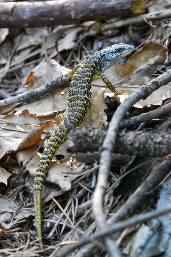 Elgaria coerulea (Northern Alligator Lizard), California species