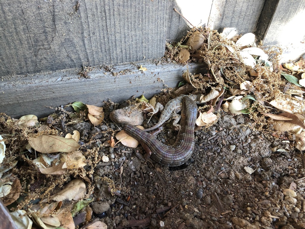 Elgaria panamintina (Panamint Alligator Lizard), California species