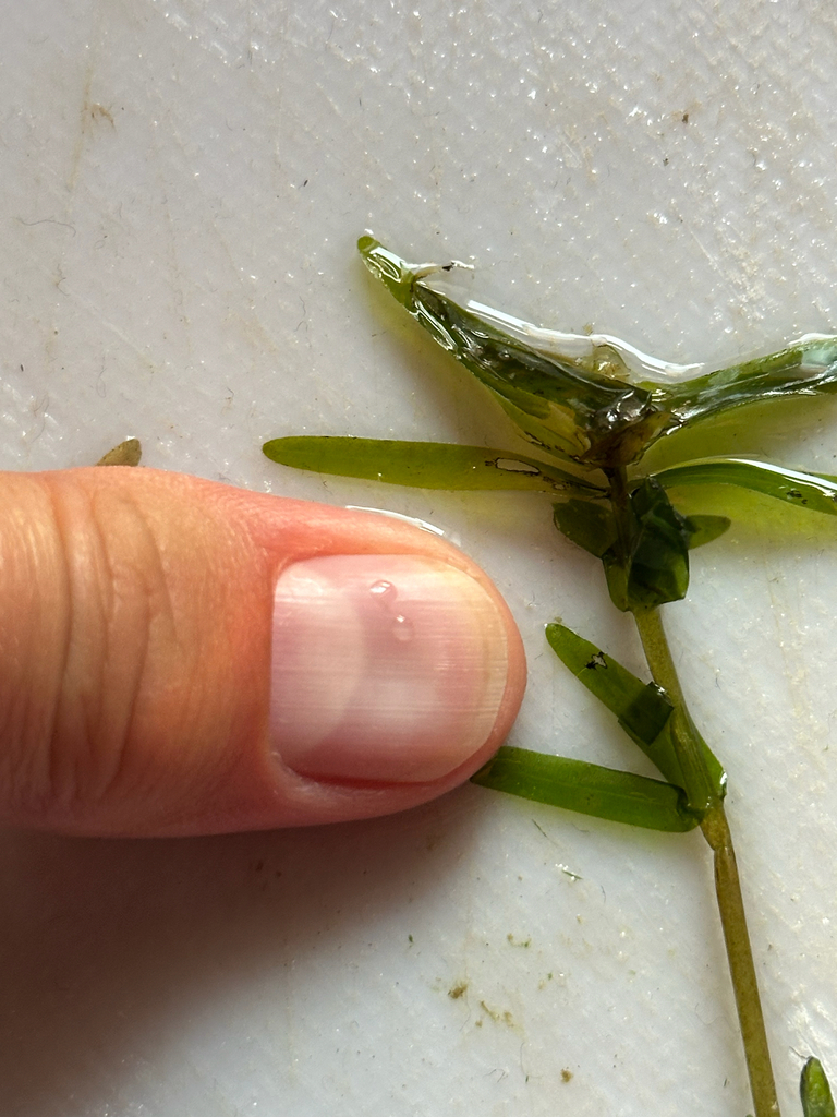 Elodea bifoliata (Two-leaf waterweed), native California herb