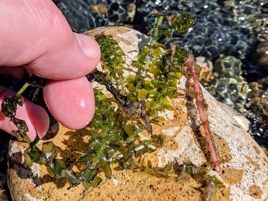 Elodea canadensis (Common waterweed), native California herb