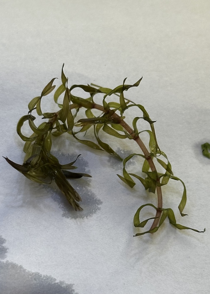 Elodea nuttallii (Nuttall's waterweed), native California herb