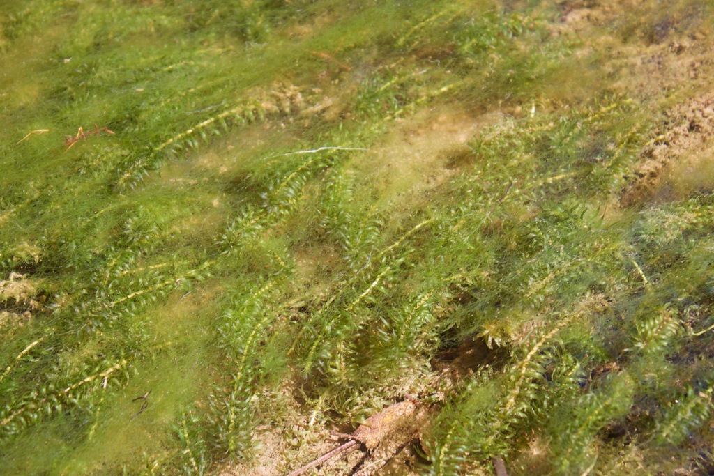 Elodea sp., native California perennial
