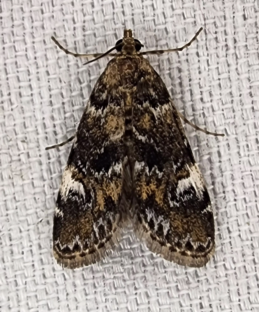 Elophila obliteralis (Waterlily Leafcutter Moth), California species