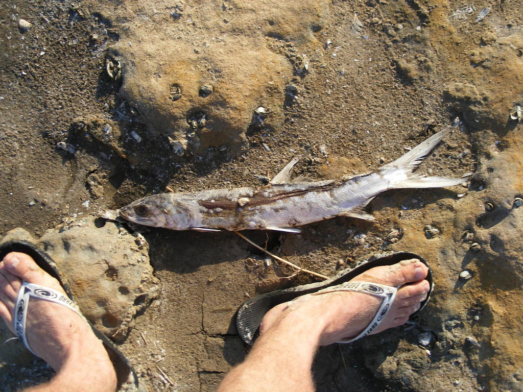 Elops afinis (Machete), California species