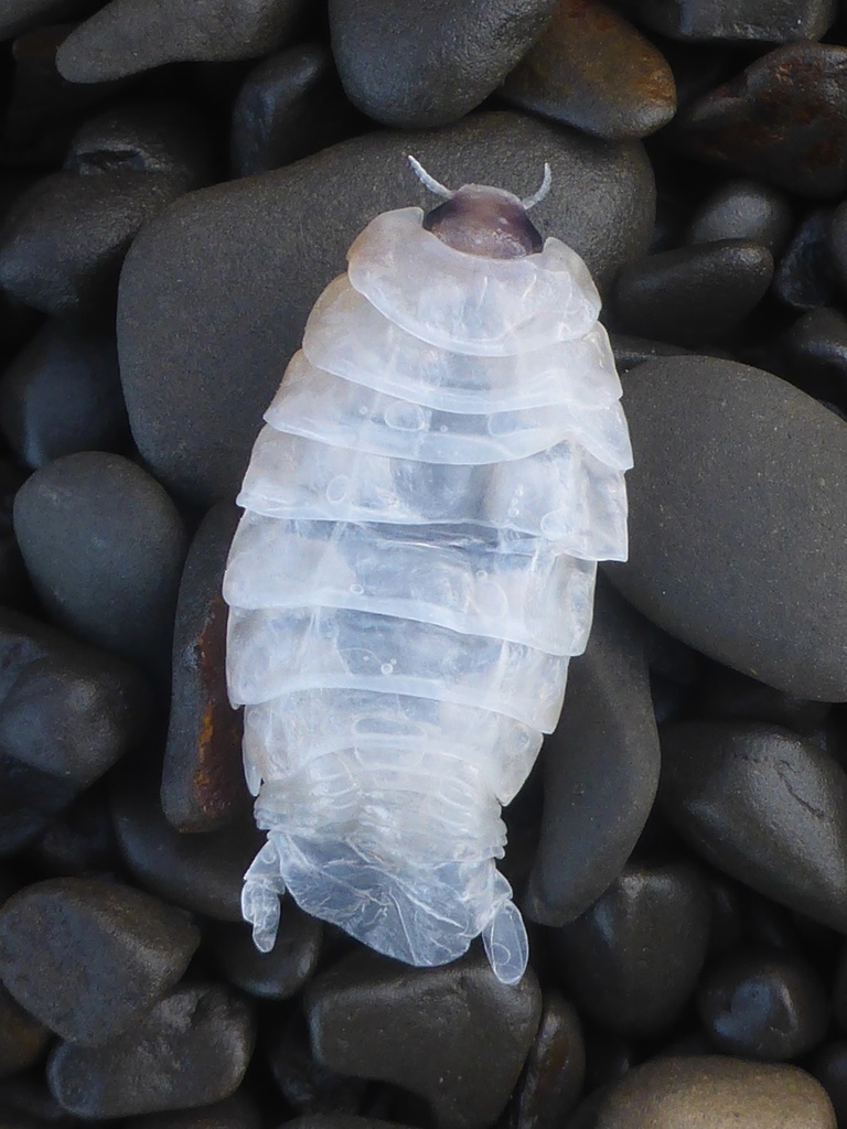 Elthusa vulgaris, California species