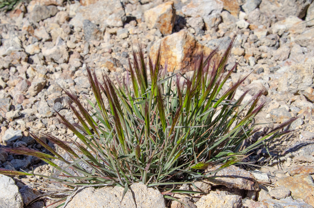 Elymus californicus (California bottle-brush grass), native California grass