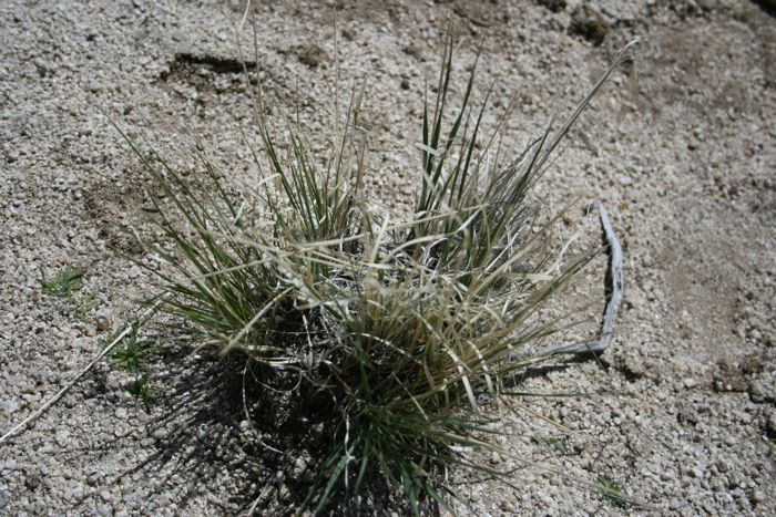 Elymus caput-medusae (Medusa head), non-native California grass
