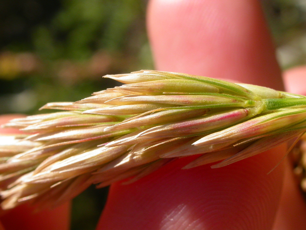 Elymus cinereus (Great basin wild-rye), native California grass