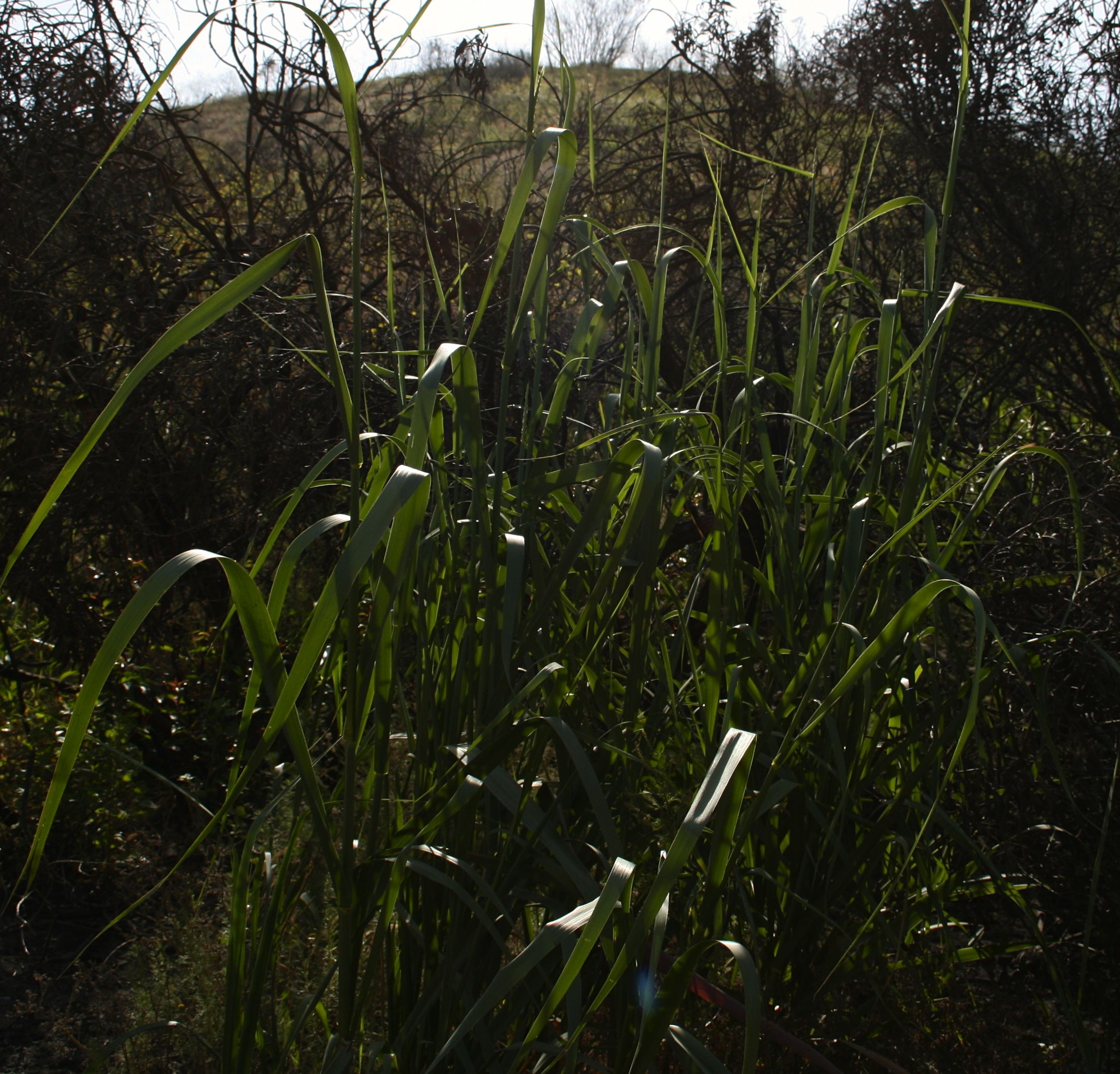 Elymus condensatus (Giant wild-rye), native California grass