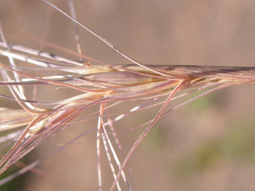 Elymus elymoides var. californicus (Squirrel tail grass), native California grass