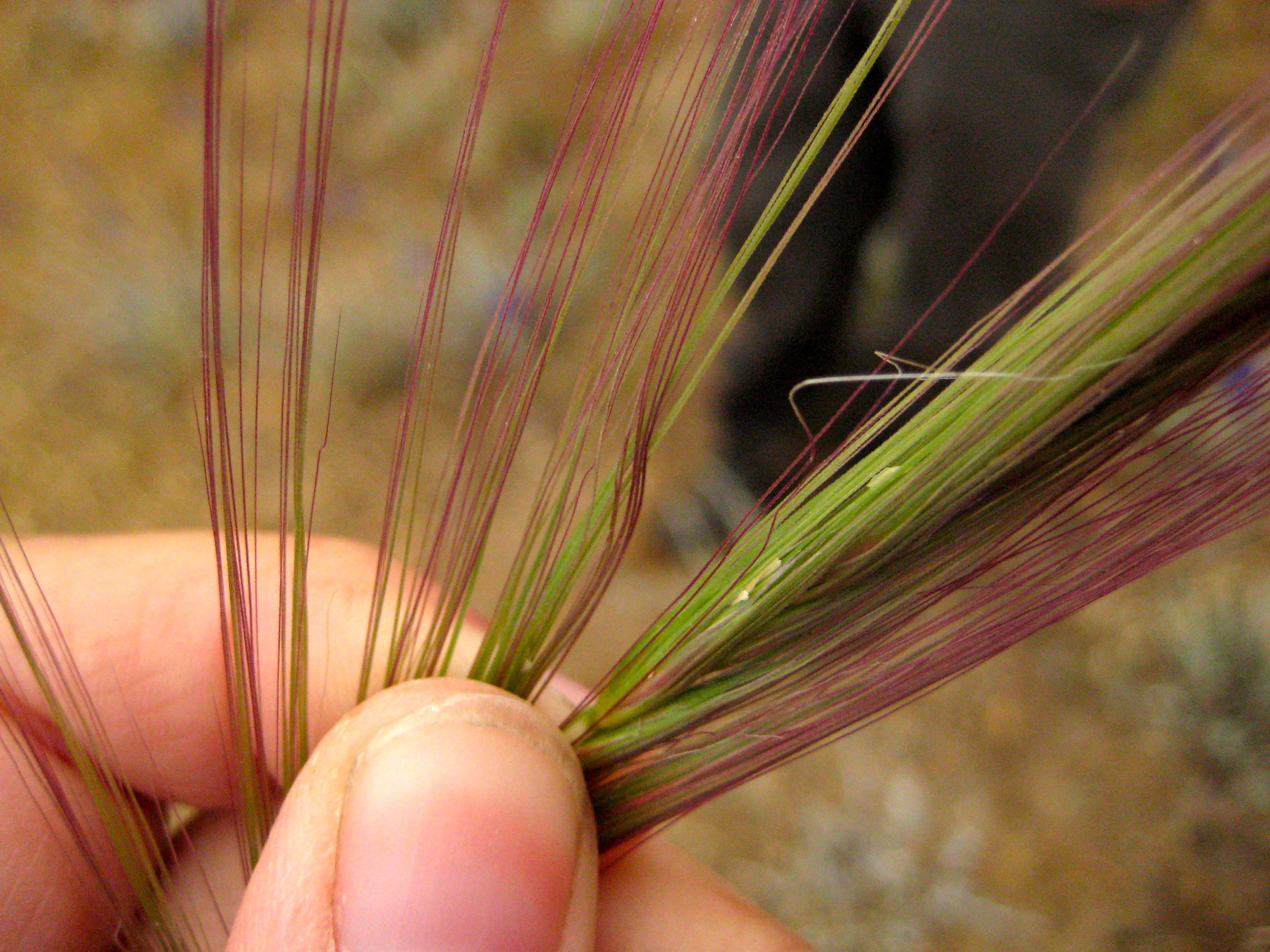 Elymus elymoides (Squirreltail), native California grass
