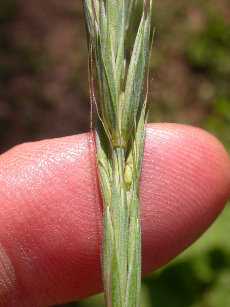 Elymus glaucus subsp. glaucus, native California grass