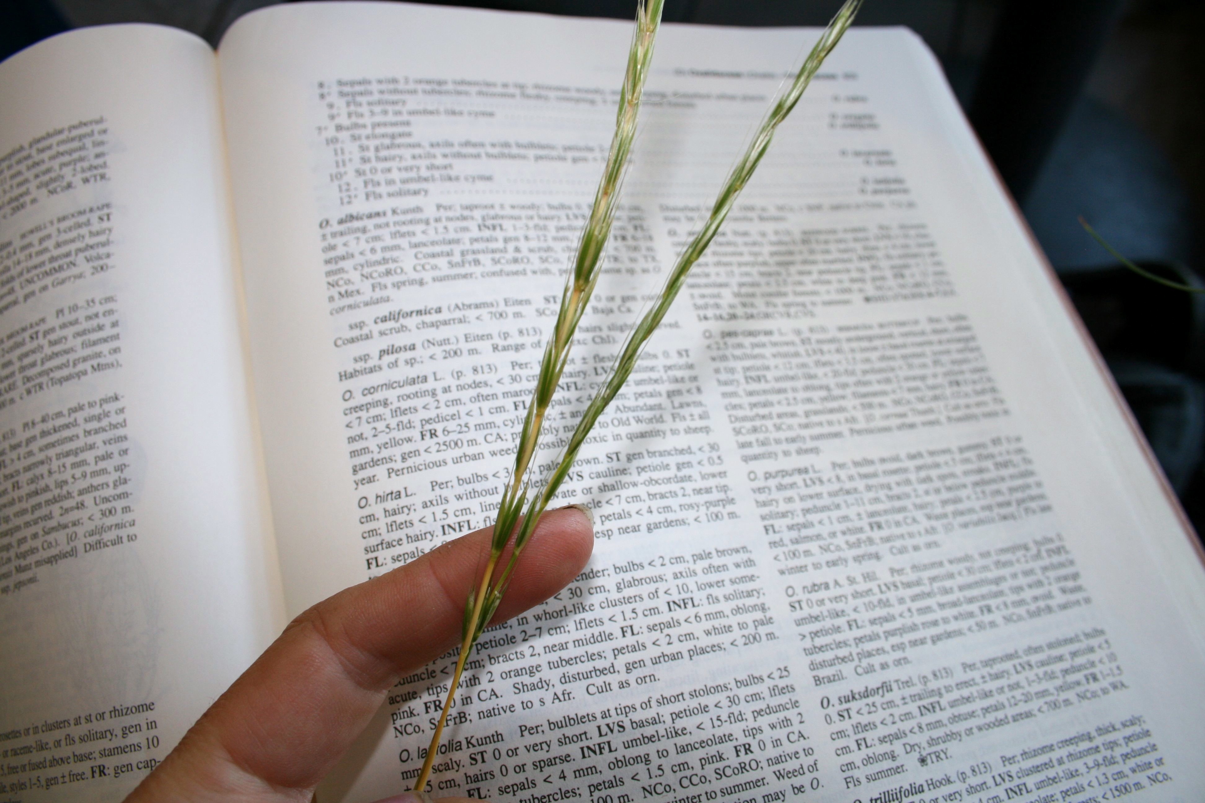 Elymus glaucus (Blue or western wild-rye), native California grass