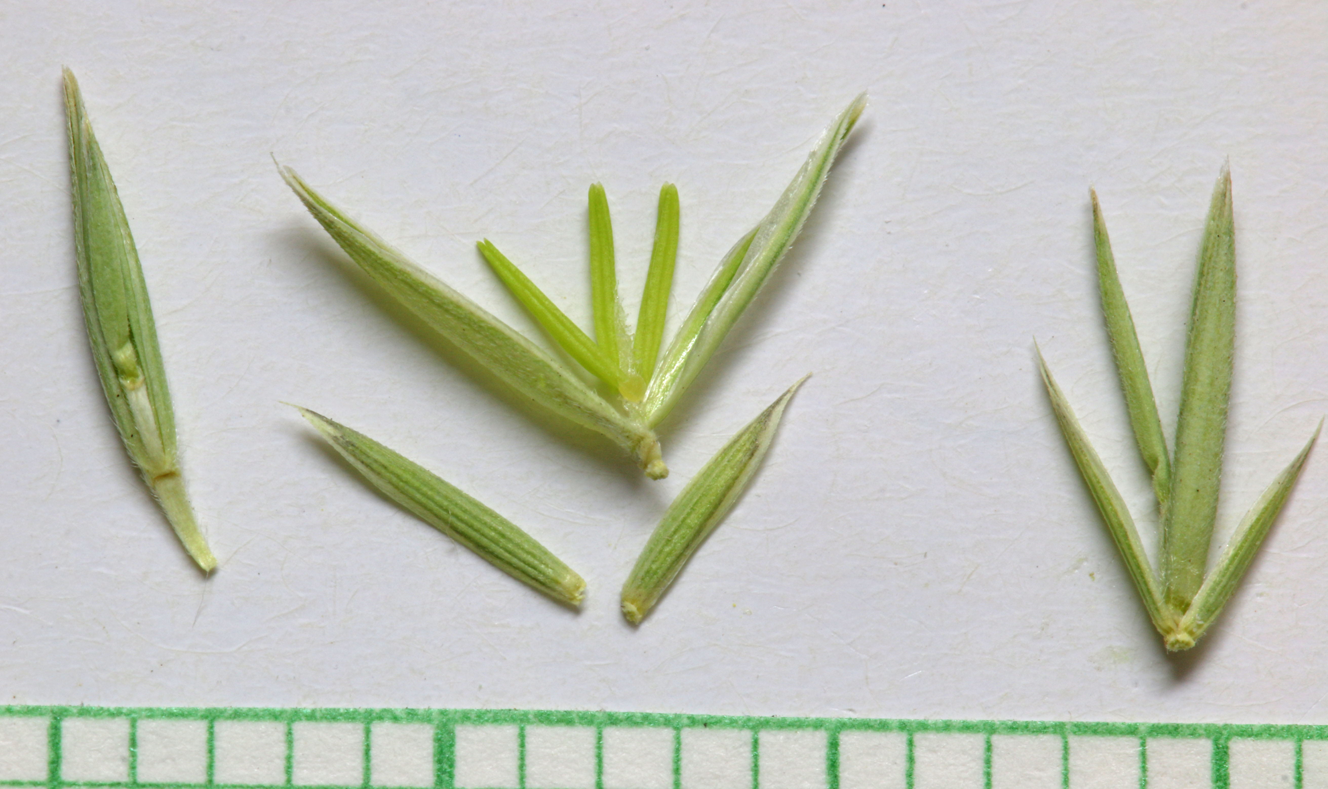 Elymus lanceolatus subsp. lanceolatus (Thick-spike wheat grass), native California grass