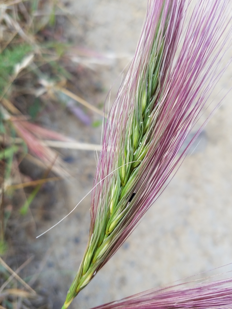 Elymus multisetus (Big squirreltail), native California grass