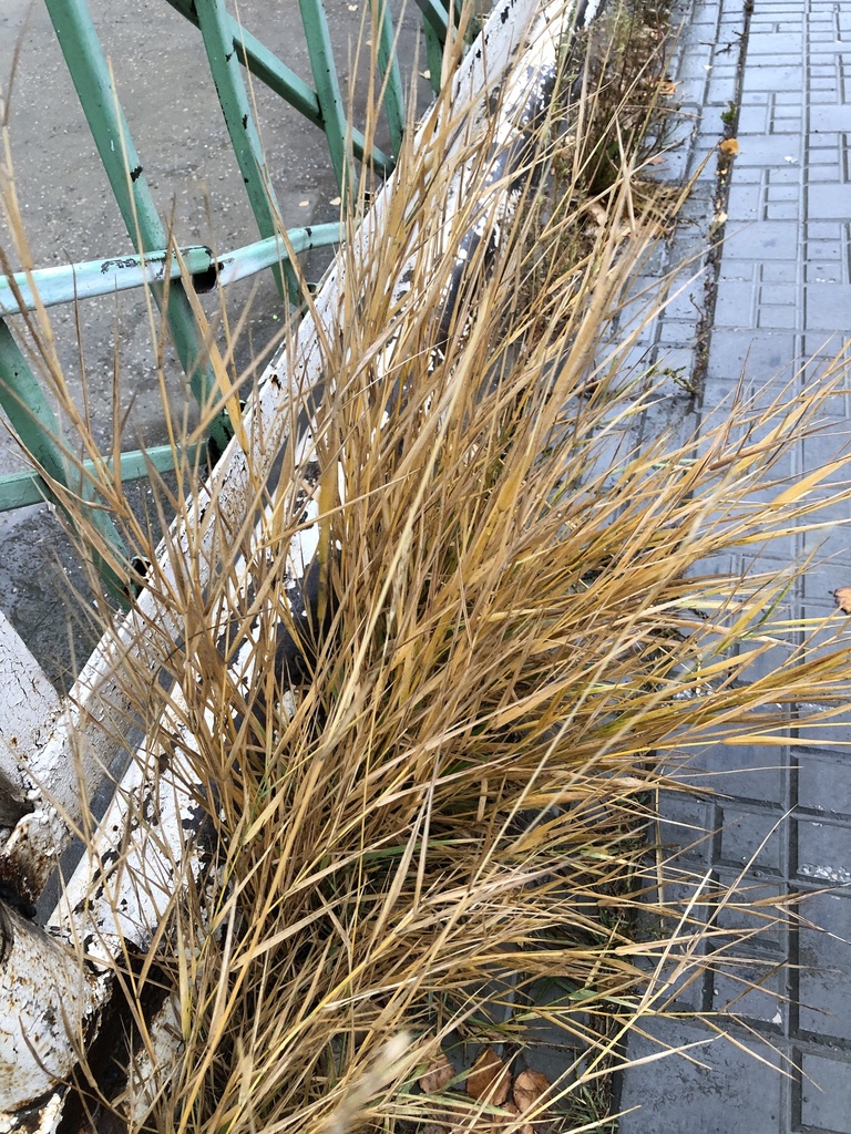 Elymus repens (Quack grass), non-native California grass