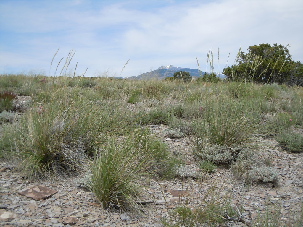 Elymus salina (Salina pass wild-rye), native California perennial