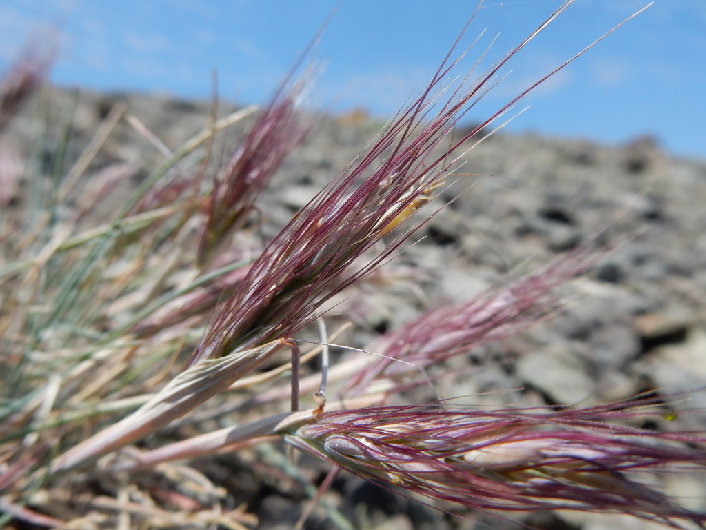 Elymus scribneri (Scribner's wheat grass), native California grass