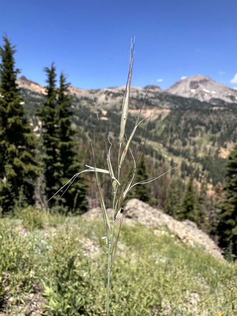 Elymus sierrae (Sierra wildrye), native California grass