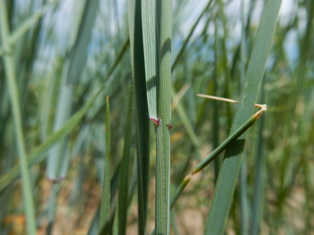 Elymus smithii (Western wheat grass), native California grass
