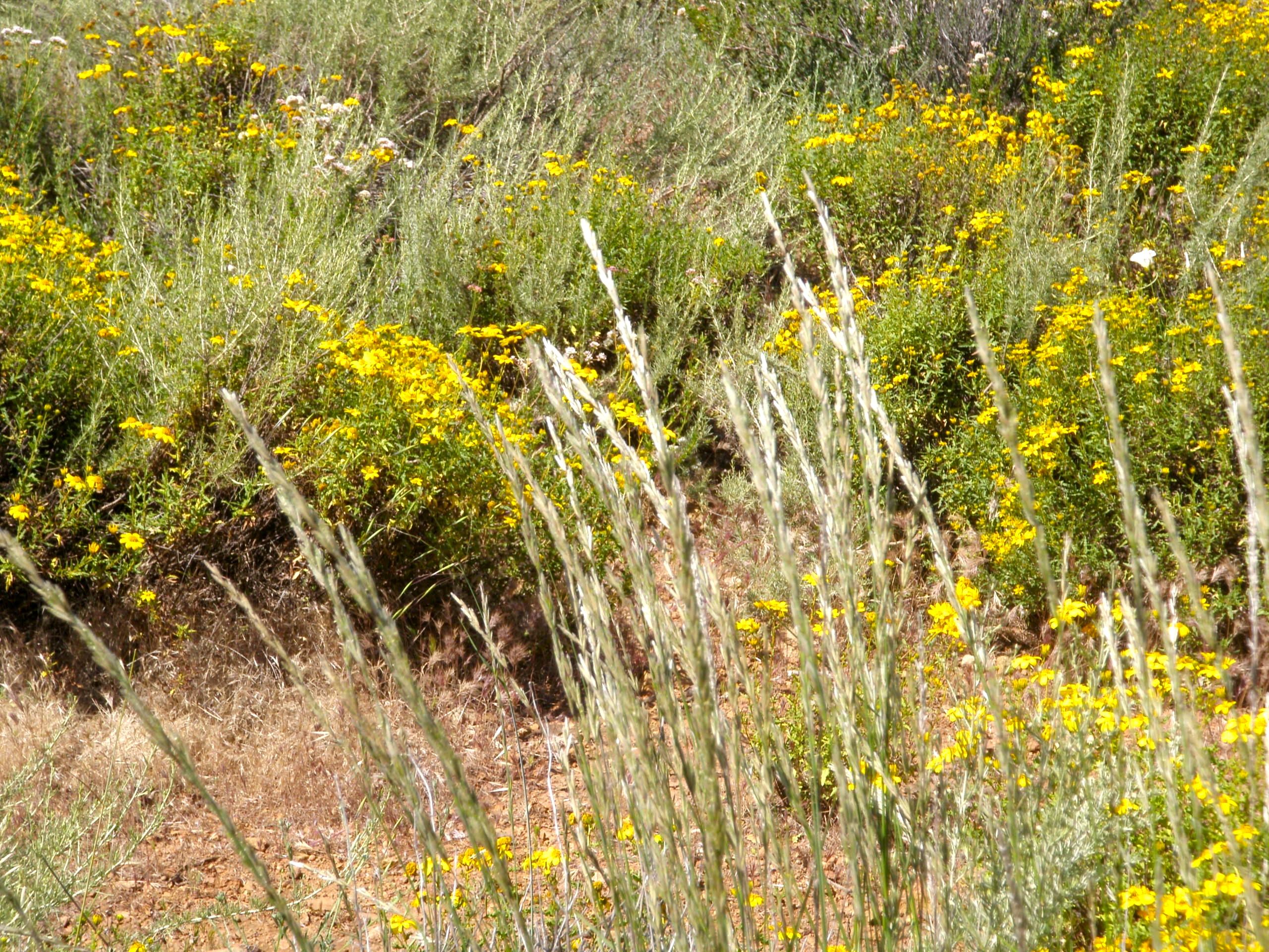 Elymus sp. (Wild-rye), native California perennial